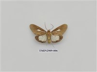 藏品(圓端擬燈蛾)的圖片